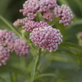 Asclepias Cinderella gal