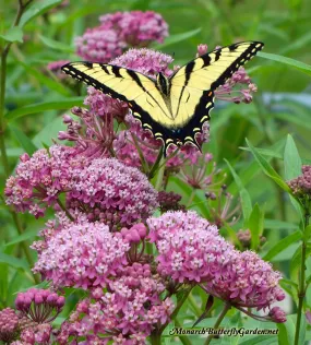 Asclepias incarnata Qt.