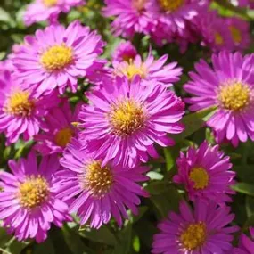 Aster 'Alert' gal