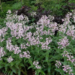 Calico Beardtongue - Penstemon calycosus