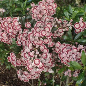 Mountain Laurel - Kalmia latifolia 'Minuet'