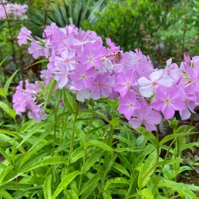 Phlox Hybrid - Phlox 'Rose Bouquet'