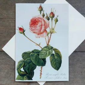 Rosa - Greeting Card